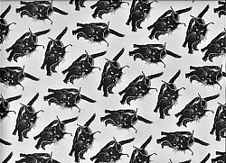 LIQUIDATION DU STOCK / Réf.SUPC / CHAT NOIR  / 70 x 50 cm / IVOIRE / 8 disponibles / PRIX :  1,00 €