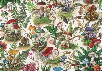 LES CHAMPIGNONS