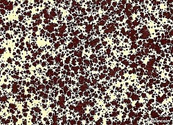 Réf.H247 / Papier Glacé 