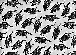 Réf.PO54 / CHAT NOIR / 70 x 50 cm / IVOIRE / 8 disponibles / PRIX : 1,00 €