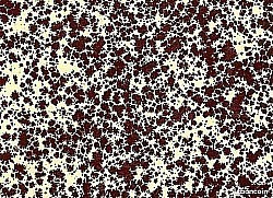 Réf.H247 / Papier Glacé 