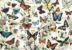 Réf.B066 / HONGROIS / Papillons / 50 x 70 cm / 120 Gr / 2 disponibles / 3,70 €
