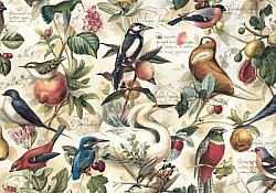 Réf.B010 / HONGROIS / Oiseaux / 50 x 70 cm / 120 Gr / 2 disponibles / 3,70 €