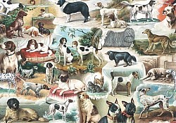 Réf.B017 / HONGROIS / Les Chiens / 50 x 70 cm / 120 Gr / 33 disponibles / 2,50 €