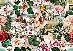 Réf.B043 / HONGROIS / FLEURS DE LOTUS / 50 x 70 cm / 120 Gr / 12 disponibles / 3,70 €